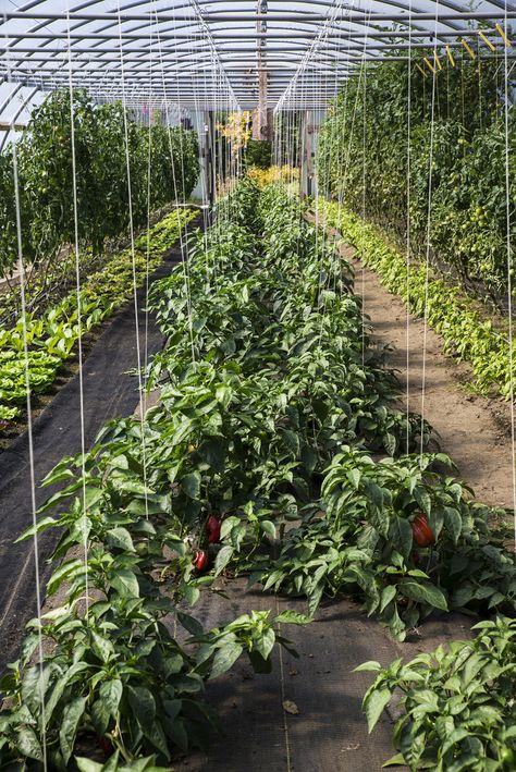 DSC_9762 Peppers growing in our greenhouse | Micheline | Flickr Pepper Farm, Peppers Growing, Farm Greenhouse, School Farm, Intentional Community, Greenhouse Plans, Home Farm, 30th Bday, The Shire