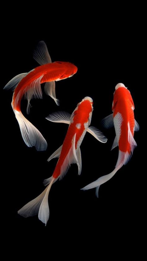 Koi Fish Reference, Karp Koi, Koi Fish Art, Ikan Air Tawar, Coy Fish, Koi Painting, Koi Fish Drawing, Koi Art, Break Your Heart