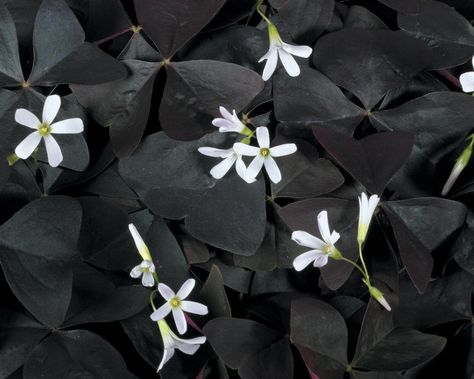 Oxalis Charmed Velvet, planted these this year Plantarea Legumelor, Oxalis Triangularis, Goth Garden, Black Thumb, Gothic Garden, Green Things, Midnight Garden, Black Garden, Moon Garden