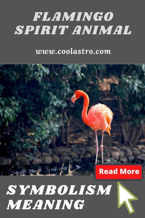 Flamingo Symbolism, Flamingo Tattoo Meaning, Flamingo Meaning, African Folklore, Spiritual Animals, Spirit Animal Meaning, Flamingo Tattoo, Animal Meanings, Spiritual Animal