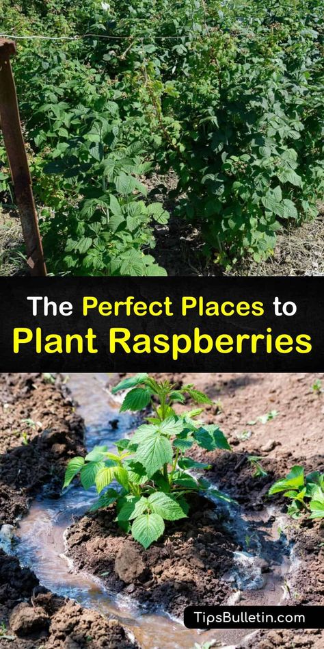 Raspberry Growing Trellis, Berry Bush Garden, Black Raspberry Plant, Black Raspberry Trellis, Potted Raspberry Bush, How To Trellis Raspberries, Where To Plant Raspberry Bushes, Raspberry Planting Ideas, Raspberry Bush Trellis