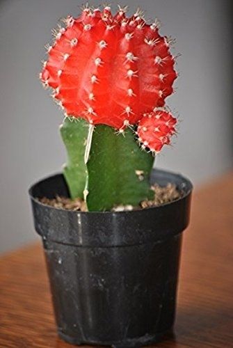 Fairy Castle Cactus, Moon Cactus, Red Cactus, Gymnocalycium Mihanovichii, Cactus Care, Cactus Wedding, Self Watering Pots, Lily Plants, Jade Plants