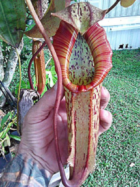 Carnivorous Pitcher Plant, Pitcher Plants, Pitcher Plant, Evergreen Plants, Peat Moss, Plant Cuttings, Carnivorous Plants, Hanging Pots, Plant Sale