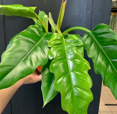 Philodendron Narrow, Philodendron Plant, Insecticidal Soap, Plant Lady, One Moment, New Leaf, House Plants, Small Spaces, Soil