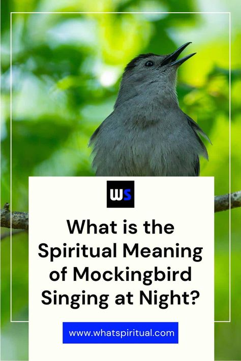 9 Spiritual Meanings of Mockingbird Singing at Night 2 Mockingbird Meaning, Logic Questions, Spirit World, Spiritual Messages, Spiritual Meaning, Native American Culture, Spiritual Connection, Spirit Guides, A Blessing