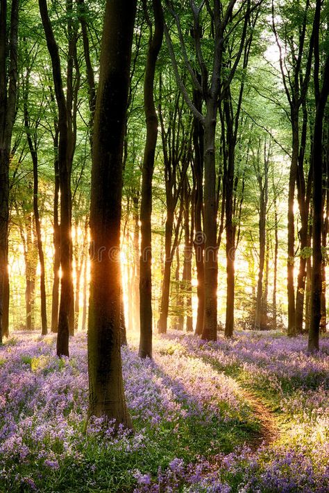 Bluebells in sunrise light. Bluebell sunrise in long tree shadows portrait view , #ad, #light, #Bluebell, #Bluebells, #sunrise, #long #ad Shadow Portraits, Bluebell Woods, Tree Forest, Nature Beauty, Beautiful World, Pretty Pictures, Beautiful Landscapes, The Great Outdoors, Fine Art America