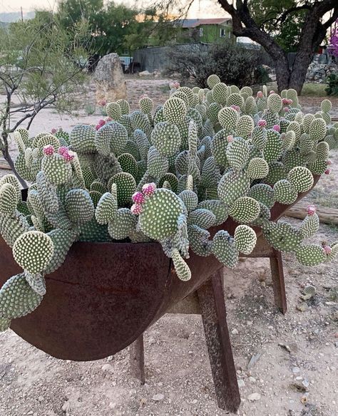 Mini Cactus Garden, Small Cactus Plants, Bunny Ear Cactus, Opuntia Microdasys, Baby Cactus, Cactus Seeds, Potted Plants Outdoor, Front Yard Garden Design, Watercolor Plants