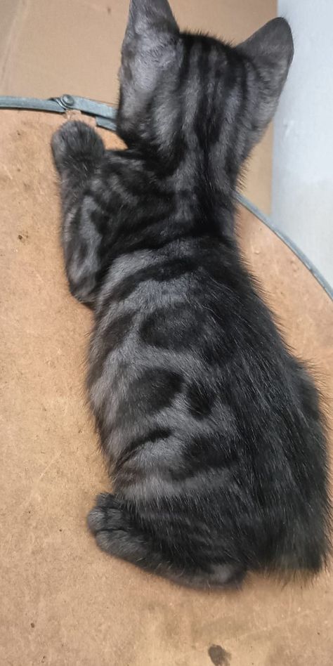 Black Bengal Cat, Bangle Cat, Hypoallergenic Cats, Dream's Cat, Bengal Kitten, Bengal Cats, Image Swag, Gorgeous Cats, Cats For Sale