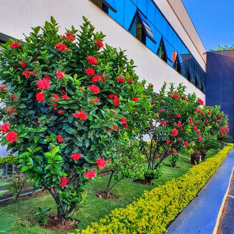 Ixora Plant Landscaping, Small Garden Terrace Ideas, Garden Terrace Ideas, Ixora Plant, Ixora Coccinea, Spring Landscape Photography, Hedges Landscaping, Terrace Designs, Hibiscus Garden