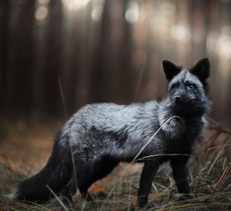 beautiful-wildlife:Silver Fox by  Iza Lyson by beautiful-wildlife Albino Animals, Fox Pictures, Foxes Photography, Pet Fox, Wild Dogs, Cute Fox, Amazing Animals, Silver Fox, White Fox