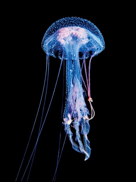 blue meduza Fluorescent Jellyfish, Art Trippy, Dark Water, Blue Jellyfish, Jellyfish Art, Sea Life Art, Deep Sea Creatures, Beautiful Sea Creatures, Underwater Creatures