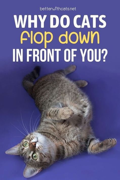 Wondering why cats flop down in front of you? We've got 6 reasons why your cat is practicing the feline flop just for you! Check it out! Cat Communication, Spoiled Cats, Cat Advice, Cat In Heat, Pet Paradise, Cat Language, Cat Hacks, Cat Care Tips, Kitten Care