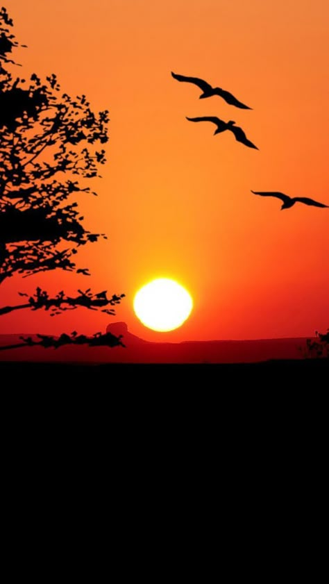 Beautiful Sunset Pictures, Birds Silhouette, Sunset Canvas Painting, Waterfall Pictures, Eagle Wallpaper, Planets Wallpaper, Background Wallpaper For Photoshop, Art Gallery Wallpaper, Creative Pictures