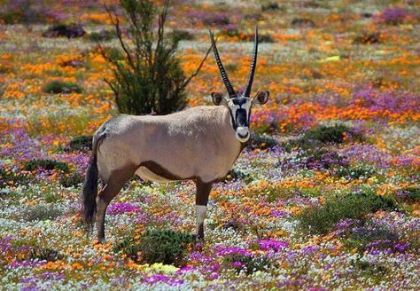 Flowers in Skilpad Nature Reserve Spring Wild Flowers, Flower Field, Metal Art, South Africa, Wild Flowers, Cape, Canvas, Flowers, Art