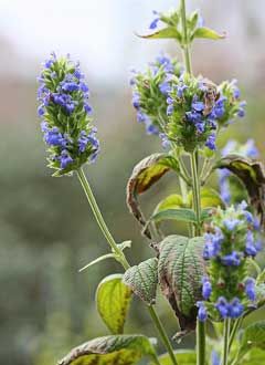 Salvia hispanica Mexican Chia Salvia Plants, بذور الشيا, Girls Bedroom Colors, Salvia Hispanica, Chia Seeds Benefits, Violet Plant, Garden Route, Plant Spacing, Olive Garden