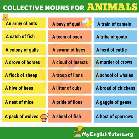 List of Common Collective Nouns for Animals in English - My English Tutors Collective Nouns Worksheet, Fruits Name, Fruits Name In English, Animal Collective, Worksheets For Grade 3, Fruit Names, Nouns Worksheet, Collective Nouns, Learning English For Kids