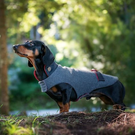 Dachshund coats - Dackelmäntel - beautiful coats for dachshunds in a perfect fit for their long back — Dachshund Couture Dachshund Coat, Bavarian Costume, Couture Coats, Standard Dachshund, Dachshund Breed, Black Dachshund, Dog Carrier Bag, Deer Horn, Red Details