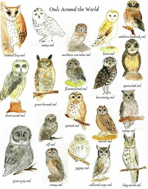 "\"A wise old owl lived in an oak The more he saw the less he spoke The less he spoke the more he heard. Why can't we all be like that wise old bird?\" Supplement your homeschool animals studies with this delightful little set which includes: A chart of Owls around the world Matching cards Fact cards Copywork pages with facts about different breeds of owls" Owl Breeds, Owl Types, Owl Study, Types Of Owls, Owl Aesthetic, Owl Nest, Wise Old Owl, Bird Breeds, Owl Species