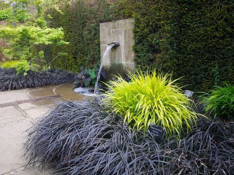 Black Mondo Grass Black Mondo, Hakonechloa Macra, Black Mondo Grass, Japanese Forest, Grasses Garden, Walled Garden, Shade Plants, Ornamental Grasses, Landscaping Plants