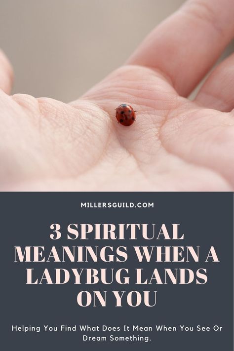 3 Spiritual Meanings When a Ladybug Lands on You Ladybug Meaning, Bird Meaning, Ladybug Quotes, Meaningful Symbol Tattoos, Spirit Animal Meaning, Black Ladybug, Lady Bug Tattoo, Spiritual Awakening Signs, Spiritual Animal