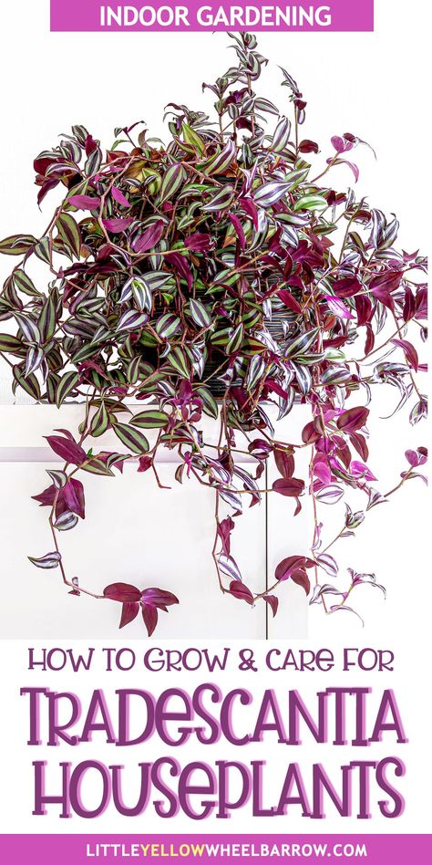 Learn how to care for the beautiful tradescantia plant for a wonderful addition to your indoor garden. Also known as inch plants, spiderwort, or speedy Henry, these plants have long, trailing vines with vibrant pink, purple, and green leaves, perfect for hanging baskets. Whether you're a beginner gardener or a pro, you wont be disappointed with tradescantia. In warmer zones you can even grow inch plants as outdoor perennials! Tradescantia Care, Wondering Jew Plant, Tradescantia Plant, Purple Heart Plant, Plants With Pink Flowers, Water Plants Indoor, Indoor Vines, Lilac Plant, Wandering Jew Plant