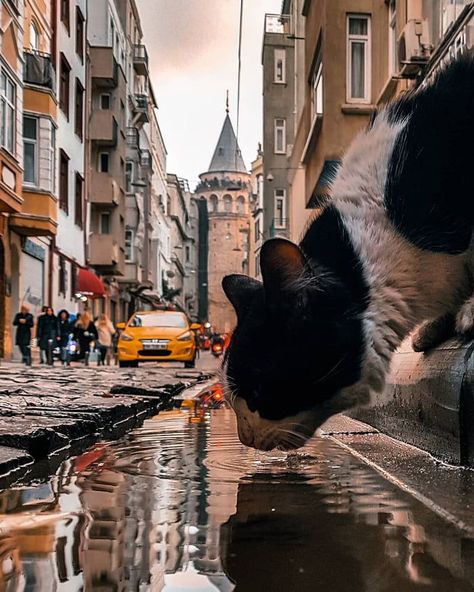 Cat gets a drink in the city. - 9GAG Istanbul Turkey Photography, Istanbul Photography, Cat City, Image Nature, Kittens Funny, Jolie Photo, Krakow, Istanbul Turkey, Beautiful Cats