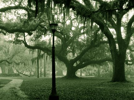 Looking to add a Big Easy scare to your summer vacation? From the tomb of a voodoo priestess to the site of a legendary massacre, join us as we explore the most haunted places in New Orleans. Louisiana Voodoo, Voodoo Priestess, New Orleans Voodoo, New Orleans Vacation, Haunted History, Most Haunted Places, New Orleans Travel, Scary Places, Spanish Moss