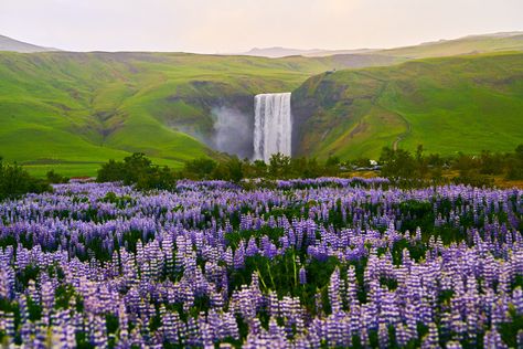 5 Things To Know About Skogafoss Waterfall Iceland - Iceland Trippers European Scenery, Waterfall Iceland, Lupine Flowers, North Iceland, Skogafoss Waterfall, Pretty Scenery, Famous Waterfalls, South Iceland, Iceland Waterfalls