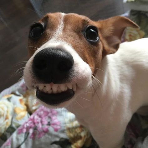 Jack Russell Terrier Funny, Smiling Animals, Jack Russell Terriers, Jack Russell Terrier Puppies, Jack Russells, Dream Dog, Funny Dog Memes, People Food, Jack Russel