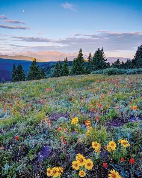 Aesthetics List, Field Of Wild Flowers, Forest Core, Outdoor Aesthetic, Cottage Core Aesthetic, Country Design, + Core + Aesthetic, Nature Aesthetic, Beautiful Blooms