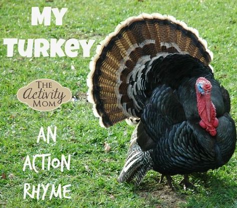 My Turkey - An Action Rhyme your kids will love! Turkey Pictures, Preschool Scavenger Hunt, Egg Facts, Turkey Facts, Writing Center Activities, Baby Turkey, Thanksgiving Activities For Kids, Thanksgiving Preschool, Wild Turkey