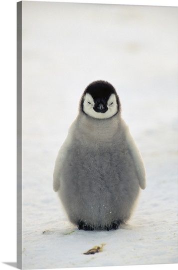 Emperor Penguin Chick, Emperor Penguin, Baby Penguins, Pembroke Welsh Corgi, Penguin Books, Cute Penguins, Welsh Corgi, Cute Creatures, Sweet Animals