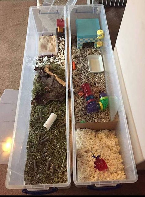 Bin Cage, Hamster Bin Cage, Hamster Ideas, Hamster Diy, Black Bin, Pet Diy, Hamster Food, Hamster Care, Hamster Cages