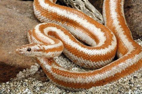 Rosy Boa (Lichanura trivirgata) Rosy Boa Snake, Rosy Boa, Pet Snakes, Milk Snake, Hognose Snake, Rat Snake, Types Of Snake, Pretty Snakes, Small Snakes