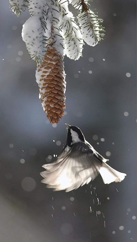 Winter Scenery, Pretty Birds, Colorful Birds, Little Birds, Sweet Animals, Pine Cone, Animal Planet, Winter Garden, Winter Scenes