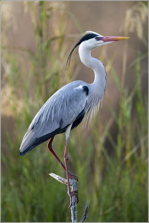 Blauwe Reiger - Reigers, Blauwe reiger en Vogels Heron Photography, Heron Tattoo, Heron Art, Regnul Animal, Coastal Birds, Grey Heron, Airbrush Art, Nature Birds, Blue Heron