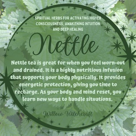 Nettle Witchcraft Uses, Nettle Leaf Witchcraft, Nettle Leaf Magical Properties, Nettle Magical Properties, Nettle Witchcraft, Nettle Leaf Benefits, Stinging Nettle Benefits, Magickal Plants, Nettle Tea Benefits