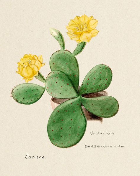 Eastern Prickly Pear cactus. Digitally enhanced from our own original copy of Familie Der Cacteen (1893-1905).  | free image by rawpixel.com Vintage Drawings, Pear Cactus, Prickly Pear Cactus, Prickly Pear, Cacti And Succulents, South America, Pear, Cactus, Around The World