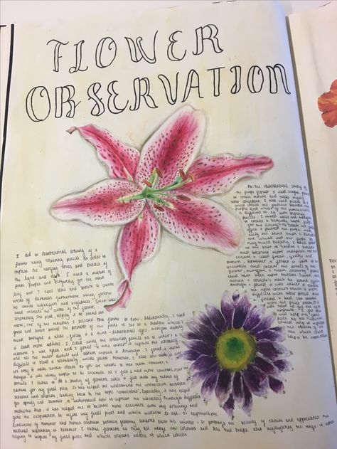 My flower observation studies for my gcse art Gcse Art Flower Final Piece, Flower Observational Drawing, Flowers Gcse Art, Leaving Cert Art Sketchbook, Nature Gcse Art, Leaving Cert Art, Earth Journal, Observational Studies, Natural Forms Gcse