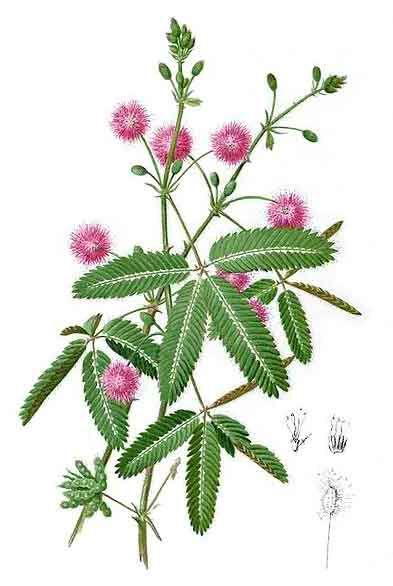 Mimosa Pudica, Sensitive Plant, Mimosa, United Kingdom, Herbs, Flowers, Green