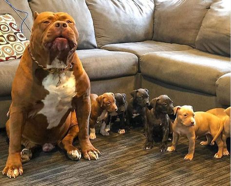 Pit Bull Mix, Pitbull Puppy, Pitbull Mom, American Pit Bull Terrier, Companion Dog, Pit Bull Love, Rare Animals, Pitbull Lover, Pitbull Puppies