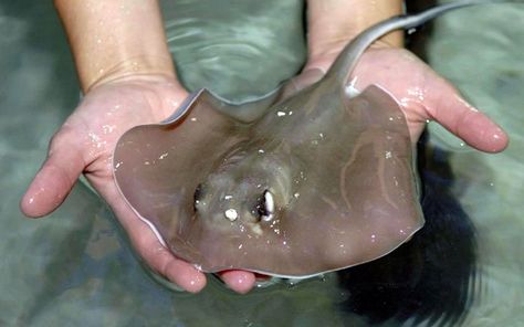 One of four baby southern stingrays which have been born at the Blue Reef Aquarium in Newquay, Cornwall. Baby Stingray, Mystic Aquarium, Stingray Fish, Aquatic Animals, Pictures Of The Week, Marine Animals, Ocean Creatures, Ocean Animals, Animal Planet