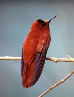 Red Hummingbird, Fire Fly, Kinds Of Birds, Red Bird, Exotic Birds, All Birds, Pretty Birds, Bird Photo, Colorful Birds