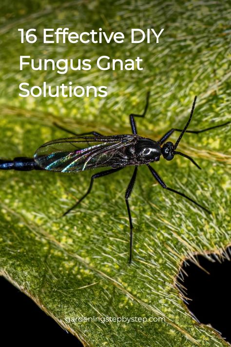 16 Effective DIY Fungus Gnat Solutions - Close-up of a gnat on a leaf. How To Kill Gnats In House Plants, Kill Gnats In House, How To Kill Gnats, Gnats In House Plants, How To Get Rid Of Gnats, Gnat Traps, Fungus Gnats, Plant Fungus, Fruit Flies