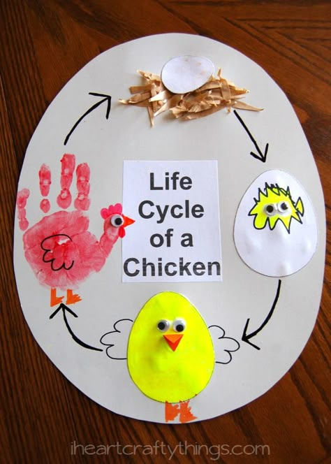 Kids will love this hands on learning experience by creating a Life Cycle of a Chicken Craft from iheartcraftythings.com Farm Theme Preschool Activities, Life Cycle Of A Chicken, Chicken Life Cycle, Preschool Farm, Farm Theme Preschool, Farm Animal Crafts, Farm Unit, Farm Preschool, Farm Activities