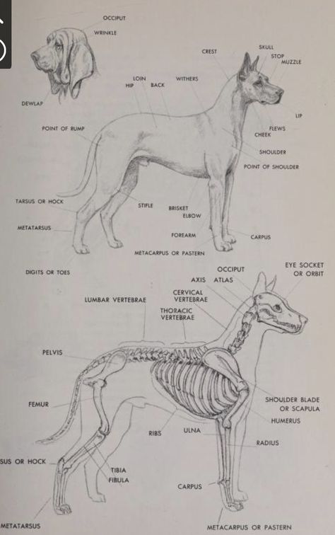 Dog Skeleton Anatomy, Dog Face Anatomy, Animal Anatomy Tattoo, Dog Anatomy Reference, Animal Anatomy Art, Dogs Anatomy, Canine Anatomy, Vet Tech School, Vet Notes