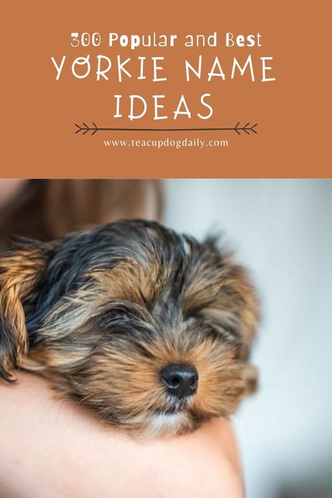 Yorkie Must Haves, Yorkie Names Girl, Puppies Names Female, Miniature Yorkshire Terrier, Yorkie Poo Puppies, Toy Yorkie, Yorkie Names, Cute Puppy Names, Cute Pet Names