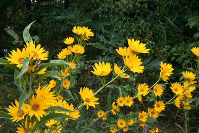 Maximillian sunflowers and other wild flowers of late Houston summer. Maxamillion Sunflower, Maximillian Sunflowers, Maximilian Sunflower, Slope Garden, Question Of The Week, Sunflower Head, Florida Plants, Planting Sunflowers, Indian Blankets