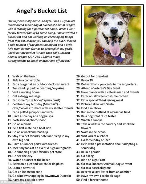 The ageing dog that was given this bucket list by her shelter has ticked off number 50 to find a 'forever home' Bucket List For Dogs, Doggie Bucket List, Dog Diy Projects Crafts, Senior Dog Bucket List, Dog Tricks List, Dog Last Day, Dog Bucket List, Animal Rescue Ideas, New Puppy Checklist