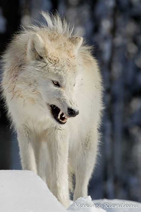 Photo by Maxime Riendeau an amazin wolf on attack!! Such and amazing picture Angry Wolf, Wolf Love, Wild Wolf, Wolf Pictures, Beautiful Wolves, Wolf Spirit, Lone Wolf, Wild Dogs, White Wolf